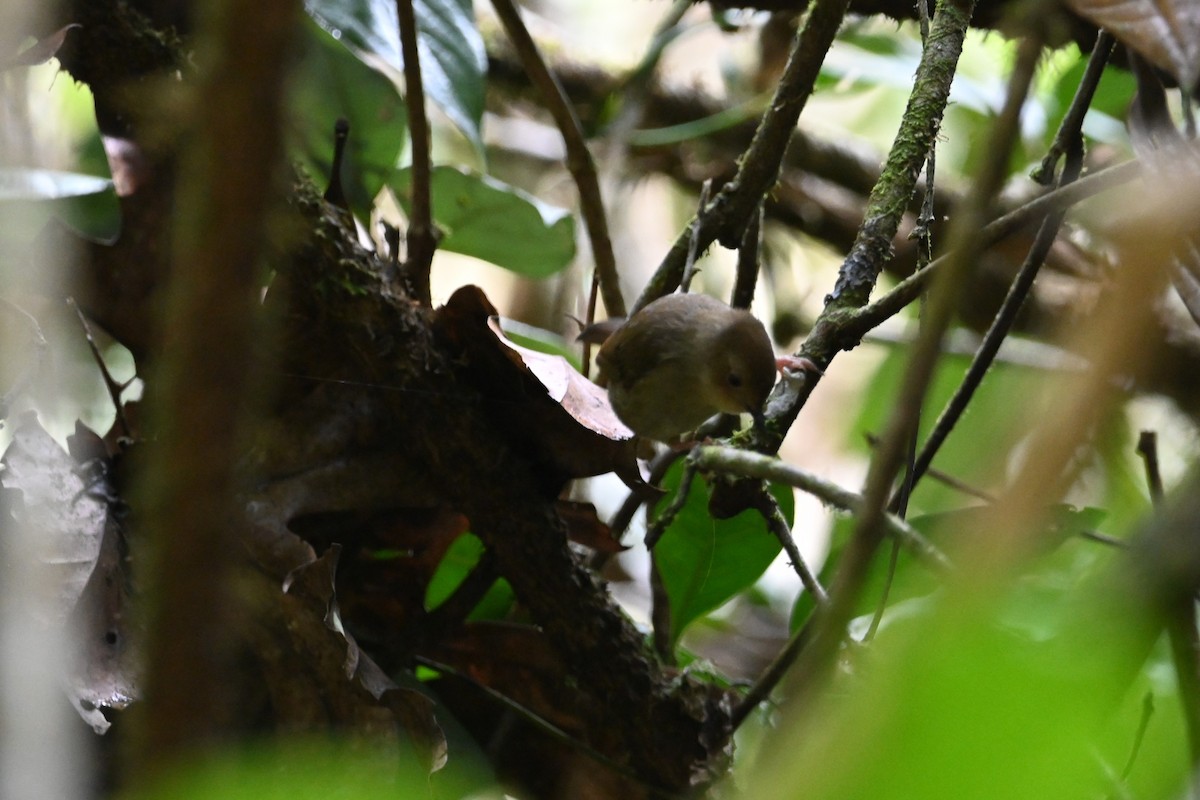 Atherton Scrubwren - ML640198337