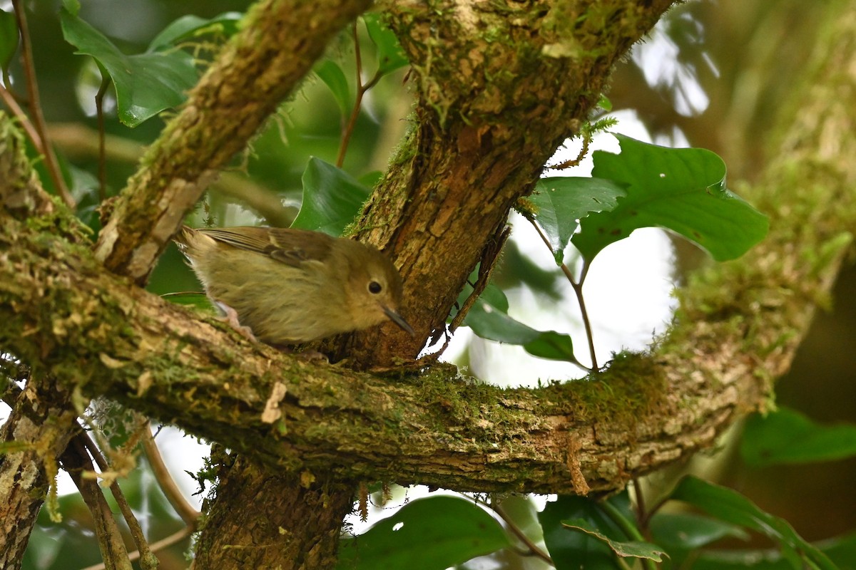 Atherton Scrubwren - ML640198338