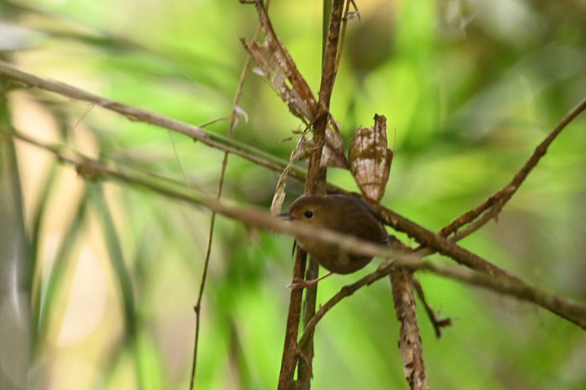 Atherton Scrubwren - ML640198339