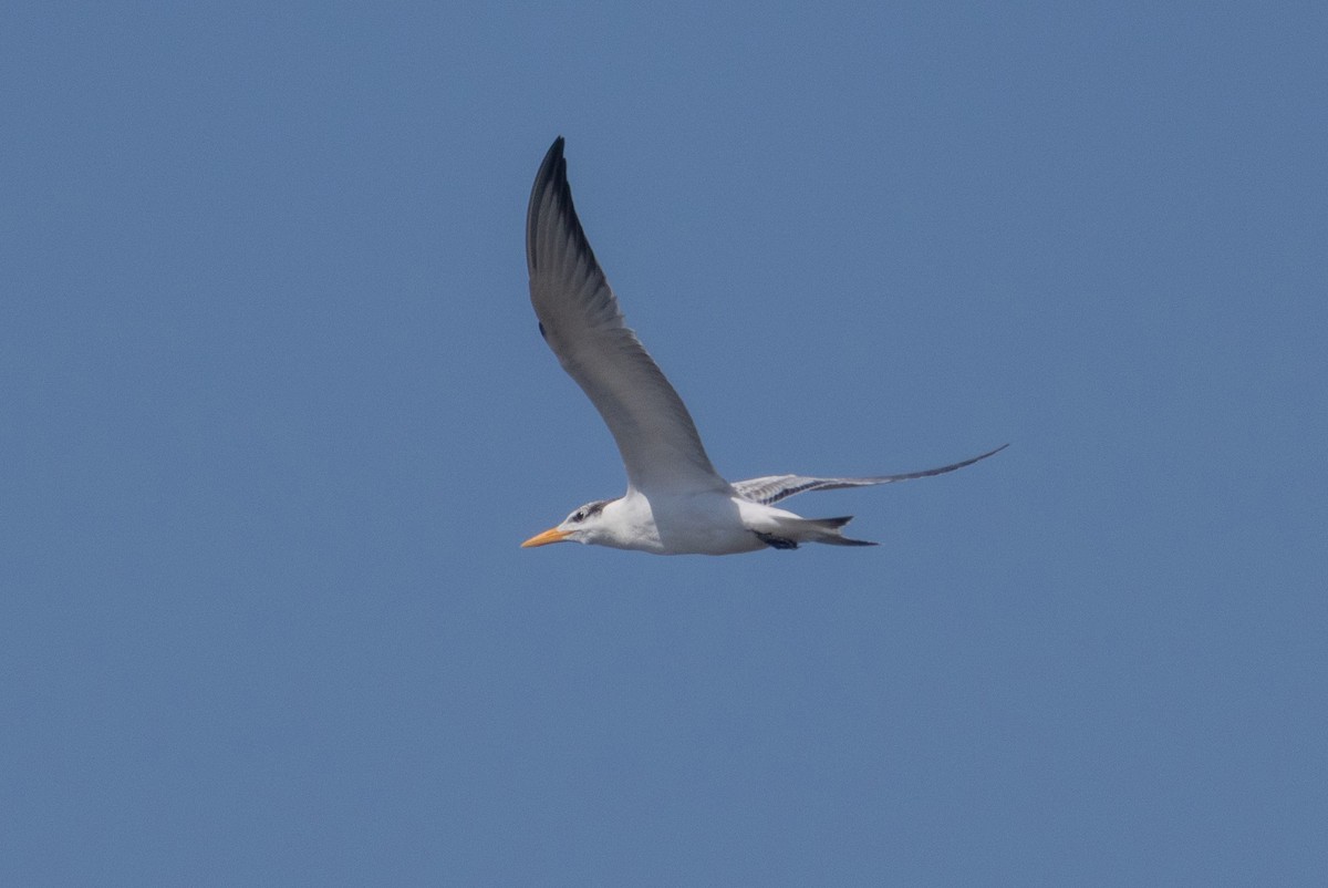 Royal Tern - ML640198374