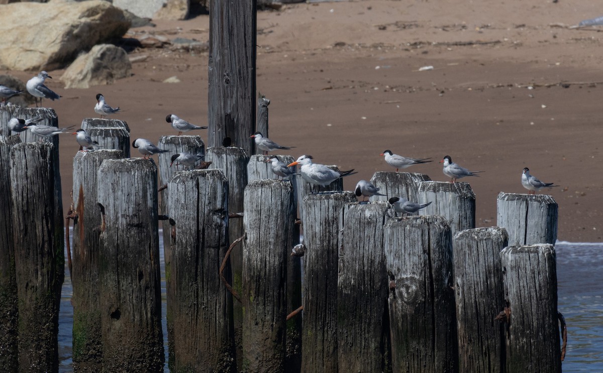 Royal Tern - ML640198399