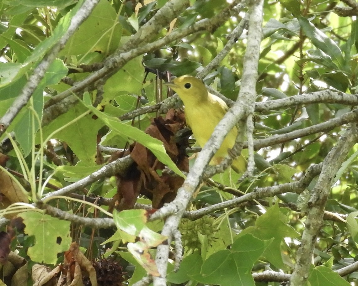 lesňáček zlatotemenný - ML640198516