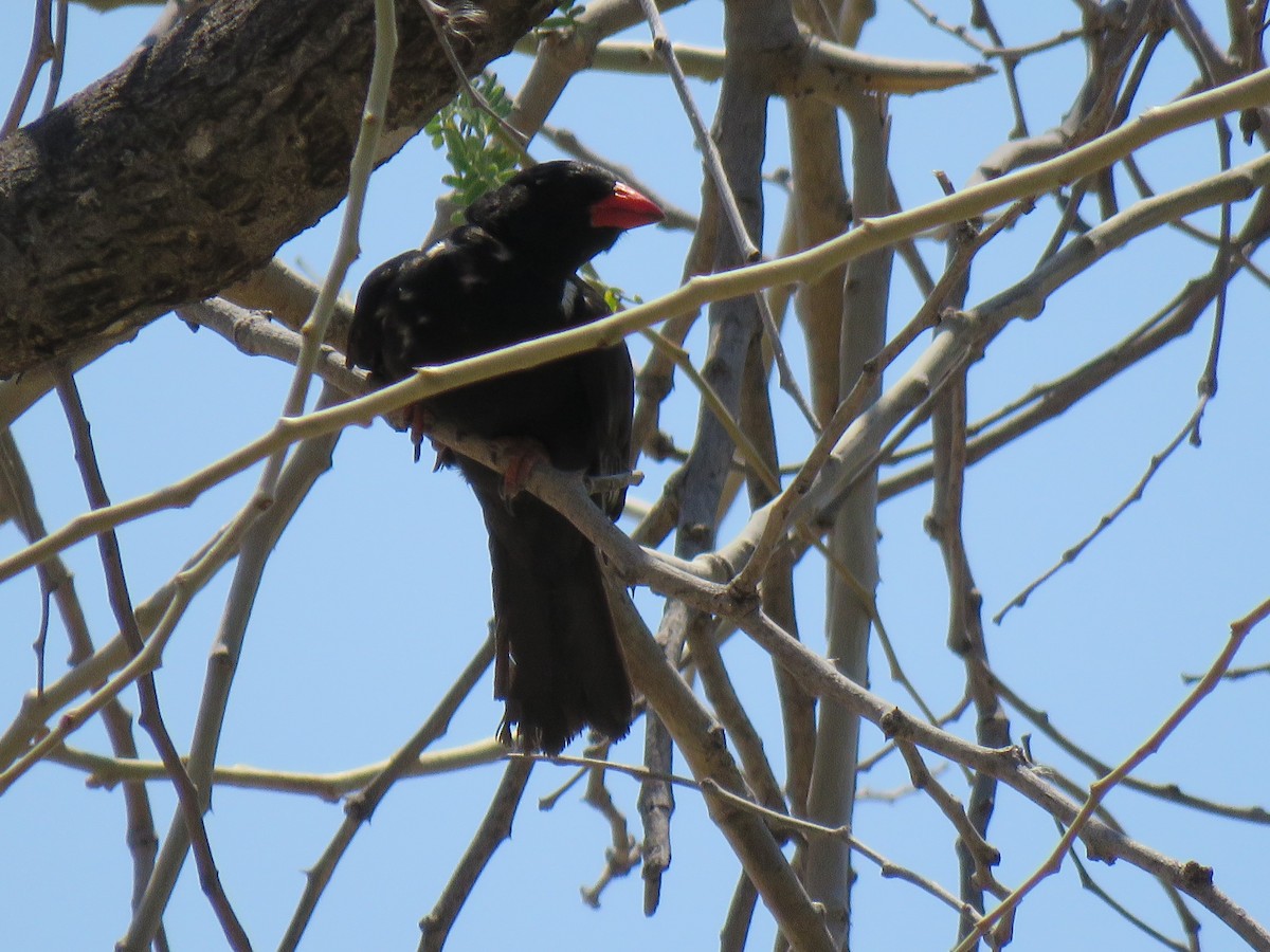 Red-billed Buffalo-Weaver - ML640198520
