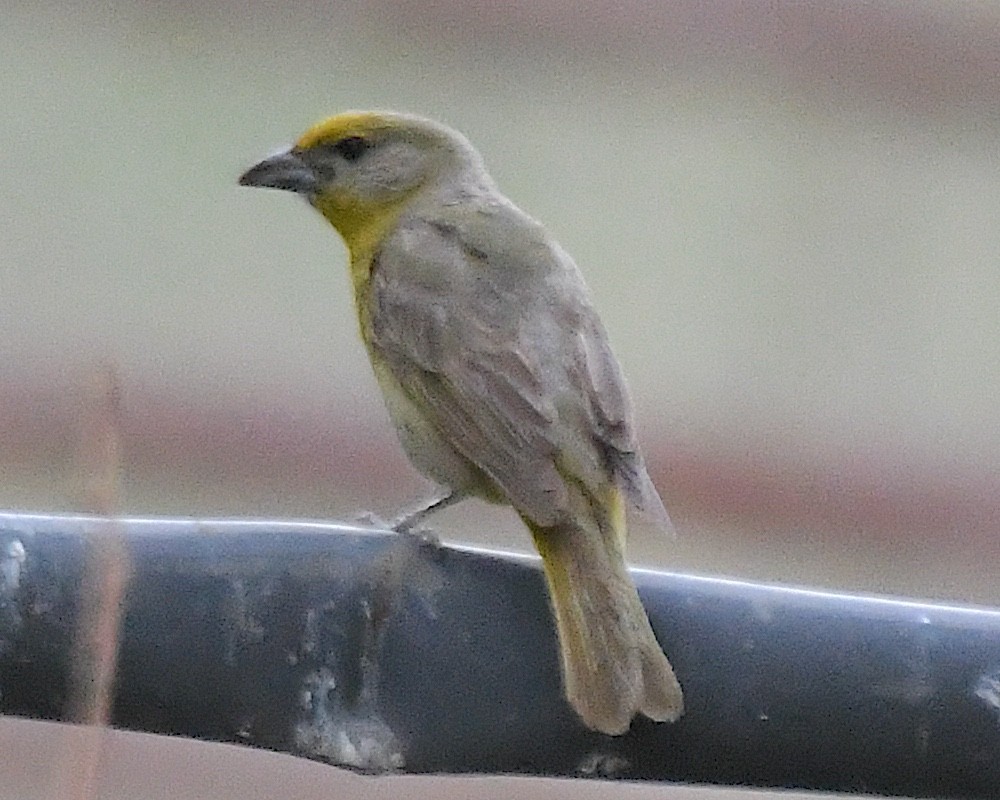 Hepatic Tanager - ML640198560
