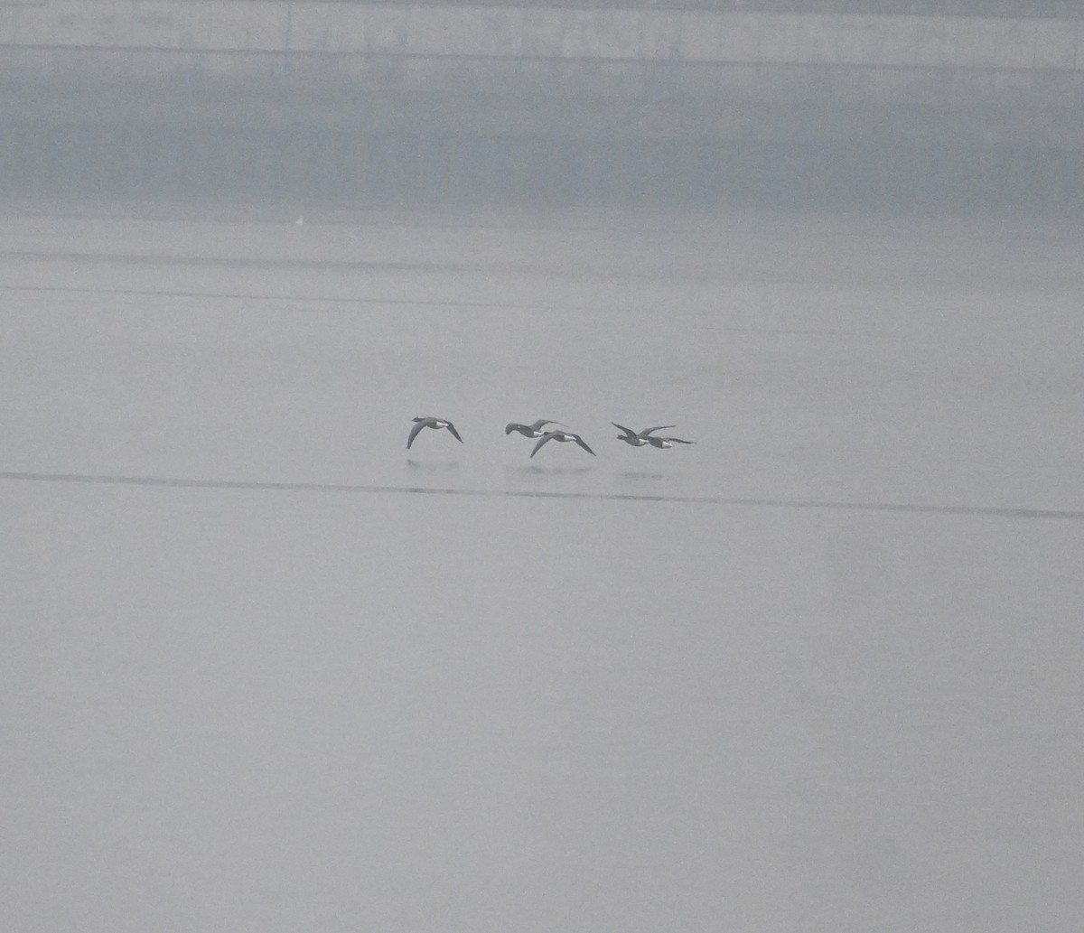 Brant (Dark-bellied) - ML640198669