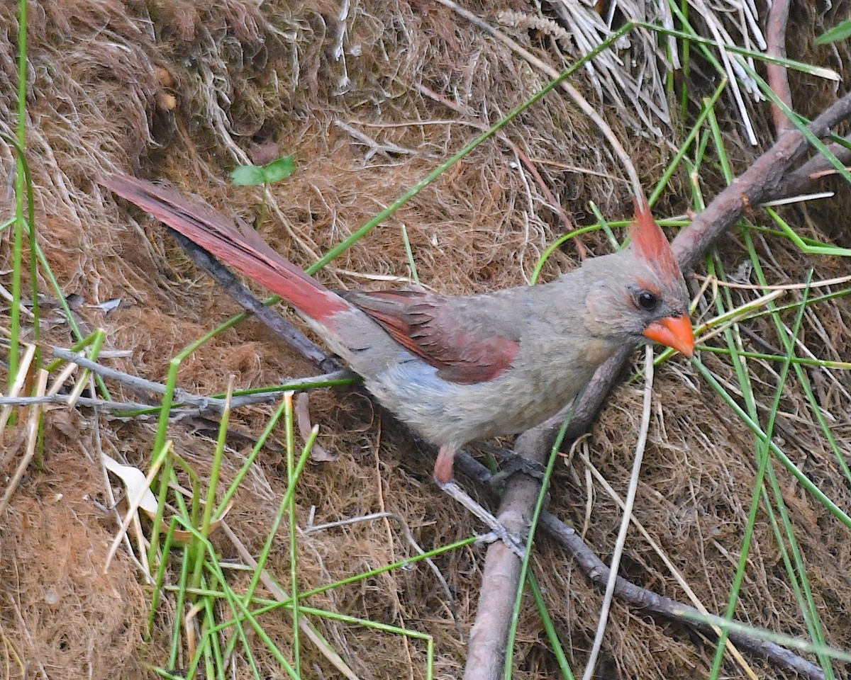 Northern Cardinal - ML640198678