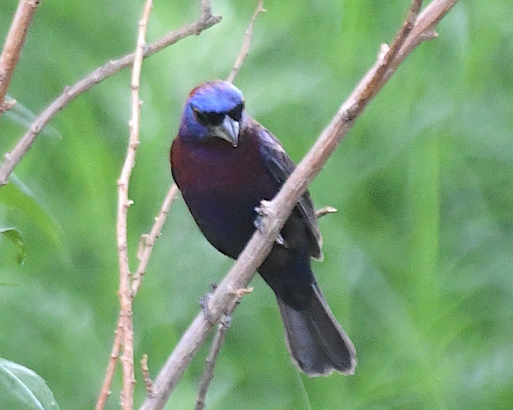 Varied Bunting - ML640198722