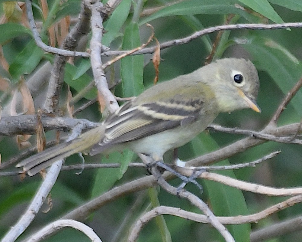 Western Flycatcher - ML640198728