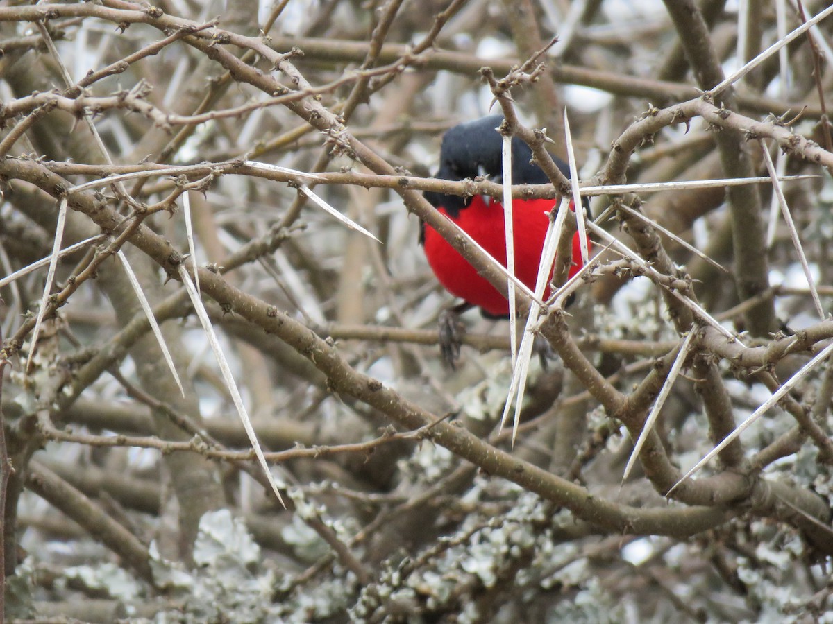Crimson-breasted Gonolek - ML640198738