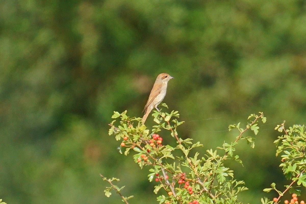 Red-backed Shrike - ML640198742