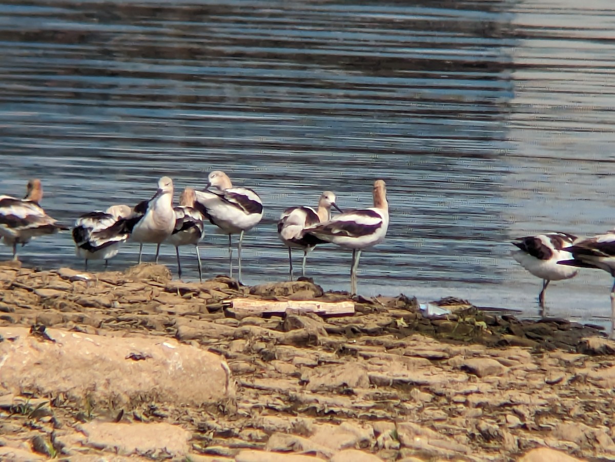 tenkozobec americký - ML640198747