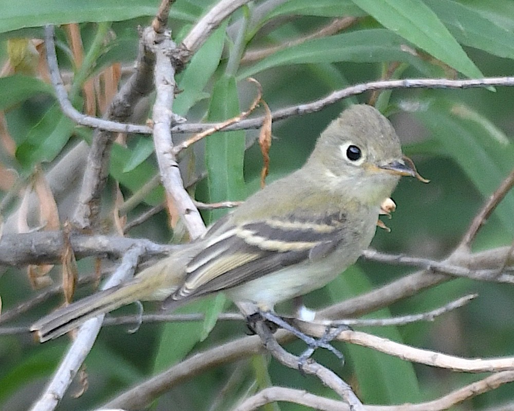 Western Flycatcher - ML640198751