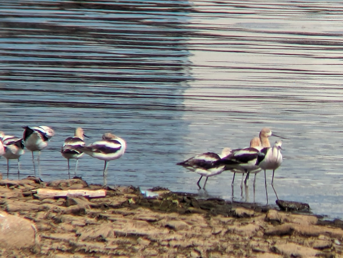 tenkozobec americký - ML640198759