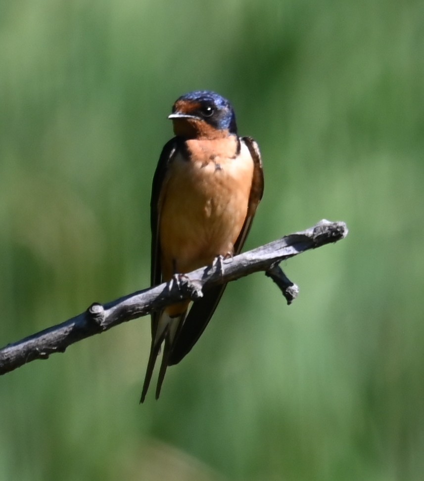 Hirondelle rustique - ML640198782