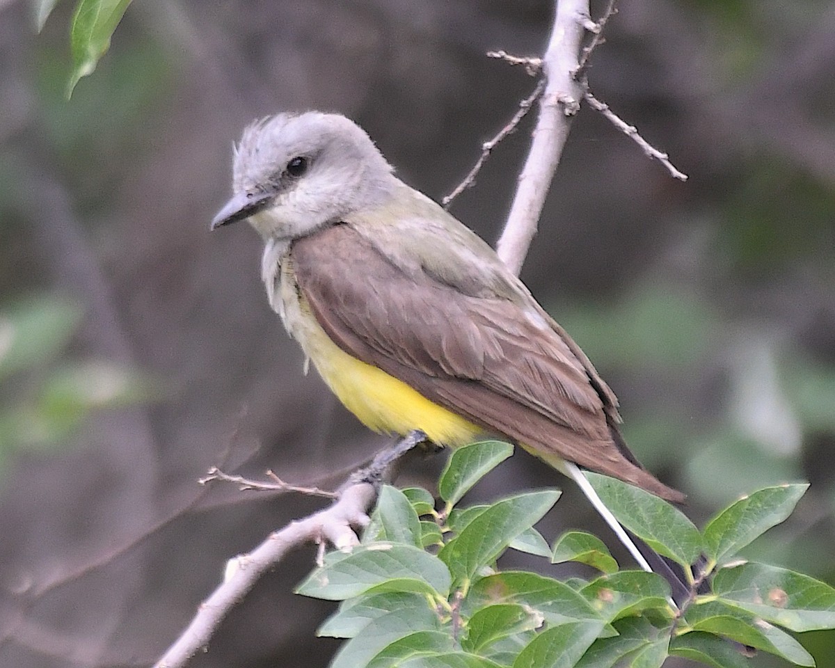 Western Kingbird - ML640198817