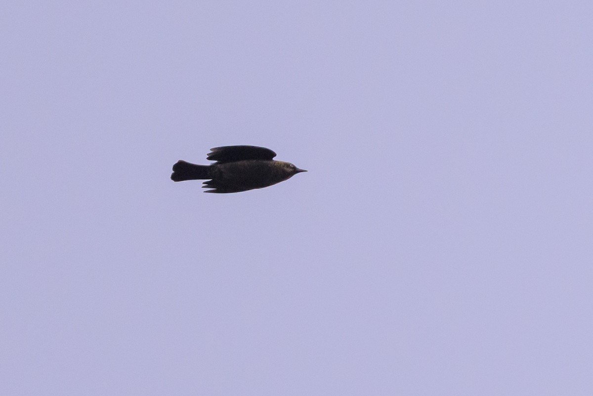 Rusty Blackbird - ML640198827