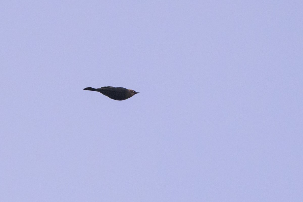 Rusty Blackbird - ML640198828