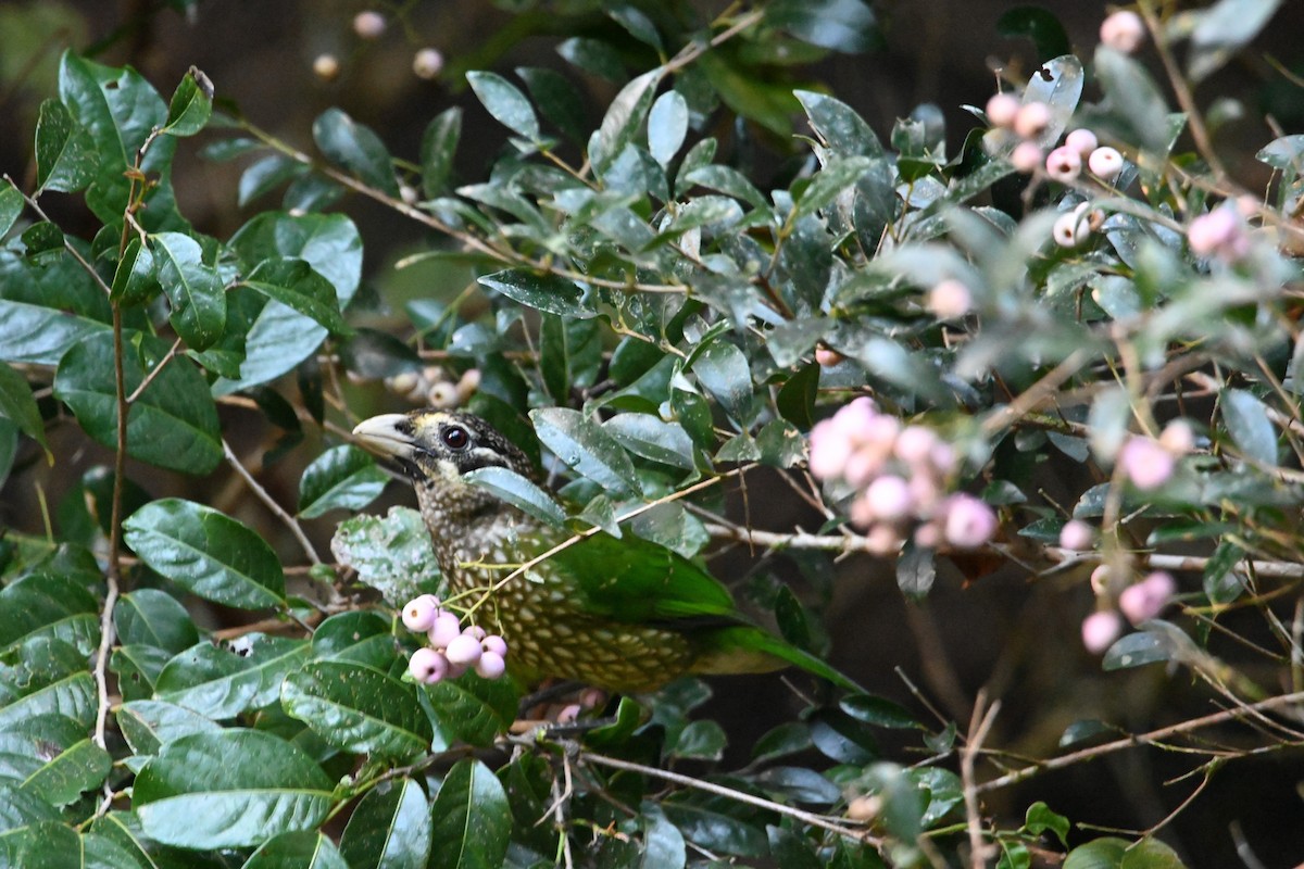Spotted Catbird - ML640198833