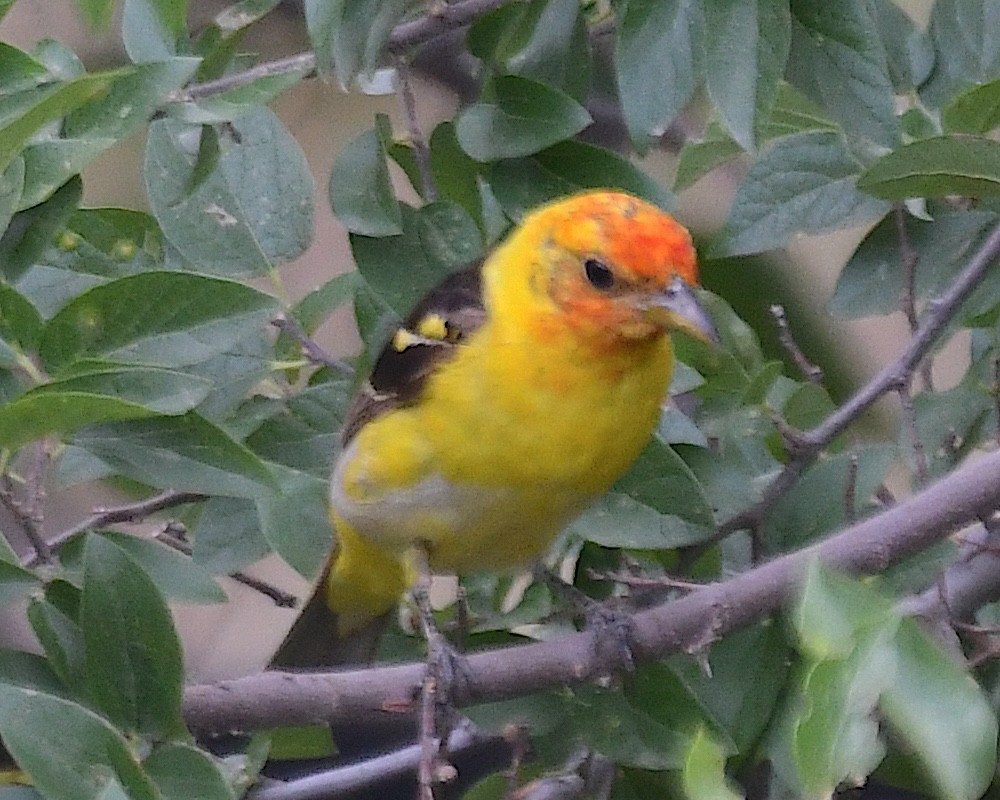 Western Tanager - ML640198889