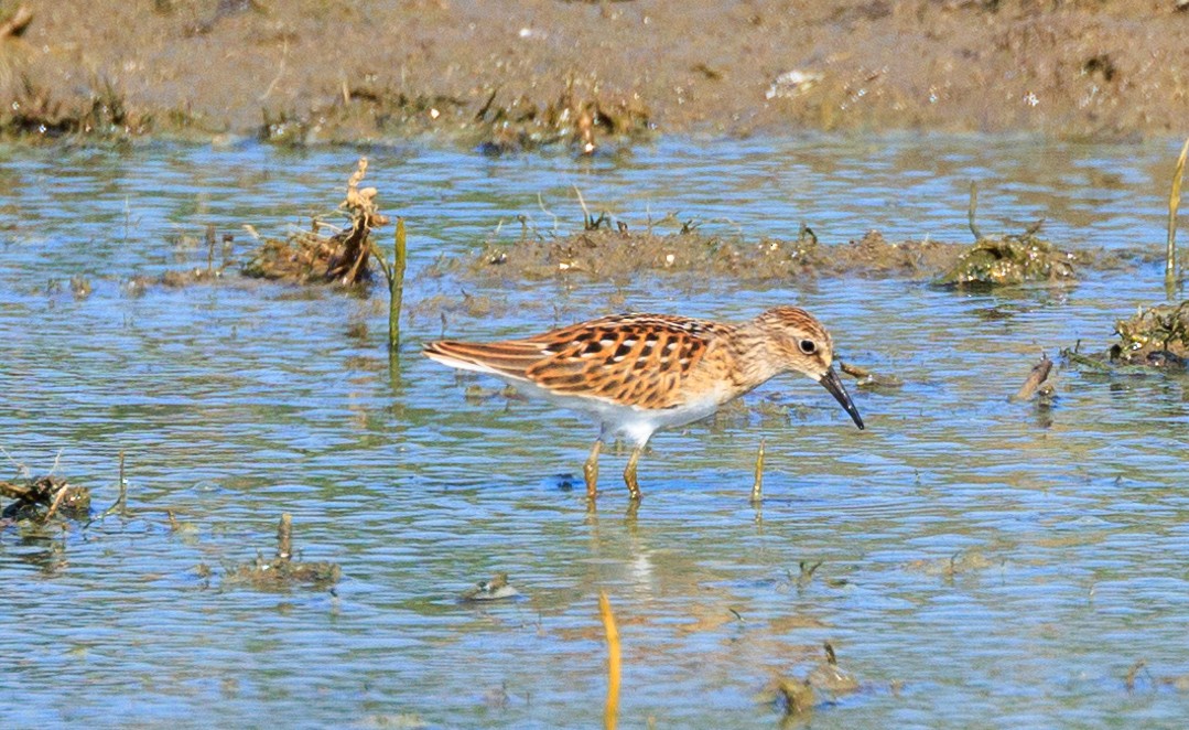 Least Sandpiper - ML640198923