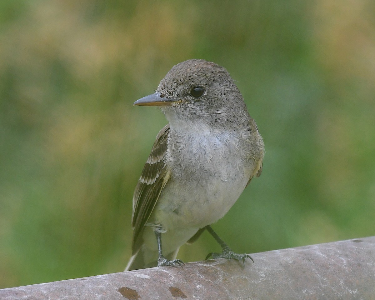 Willow Flycatcher - ML640198986