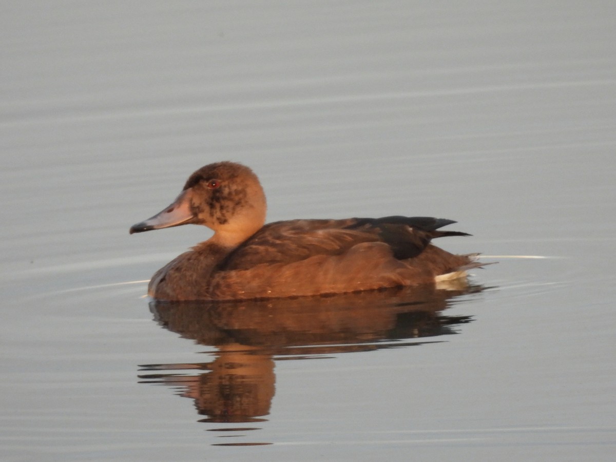 Black-headed Duck - ML640198998