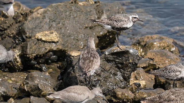 Bar-tailed Godwit (Siberian) - ML640199007