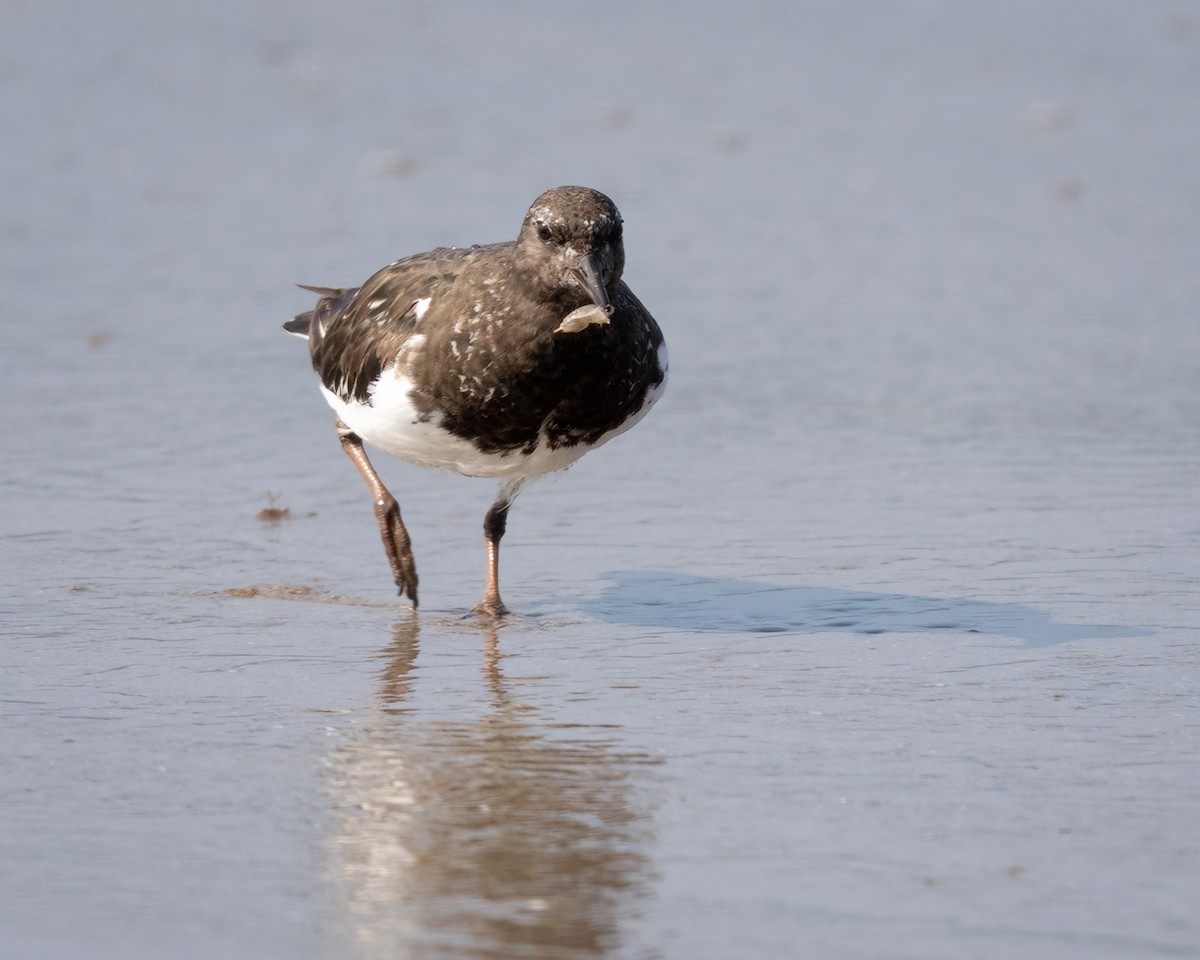 Black Turnstone - ML640199054