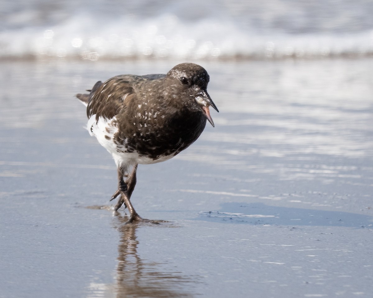 Black Turnstone - ML640199055