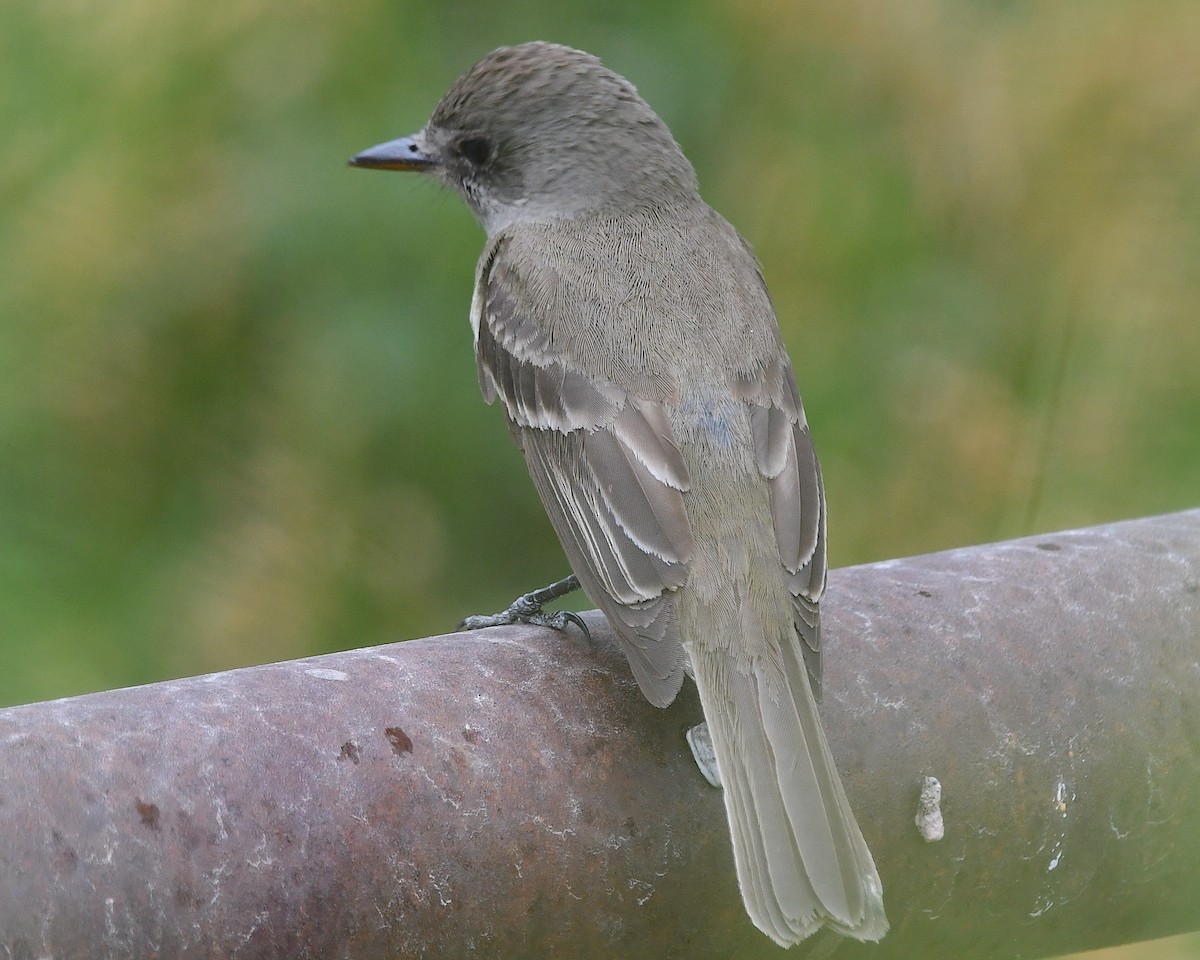 Willow Flycatcher - ML640199077