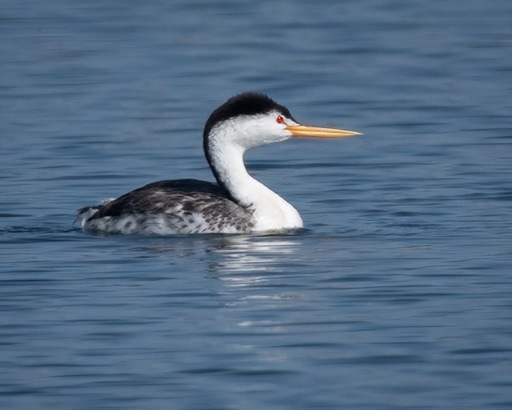 Clark's Grebe - ML640199082
