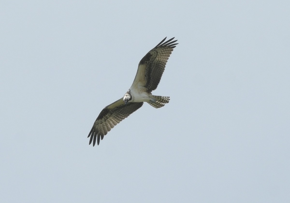 Balbuzard pêcheur - ML640199089