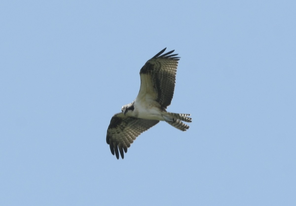 Balbuzard pêcheur - ML640199095