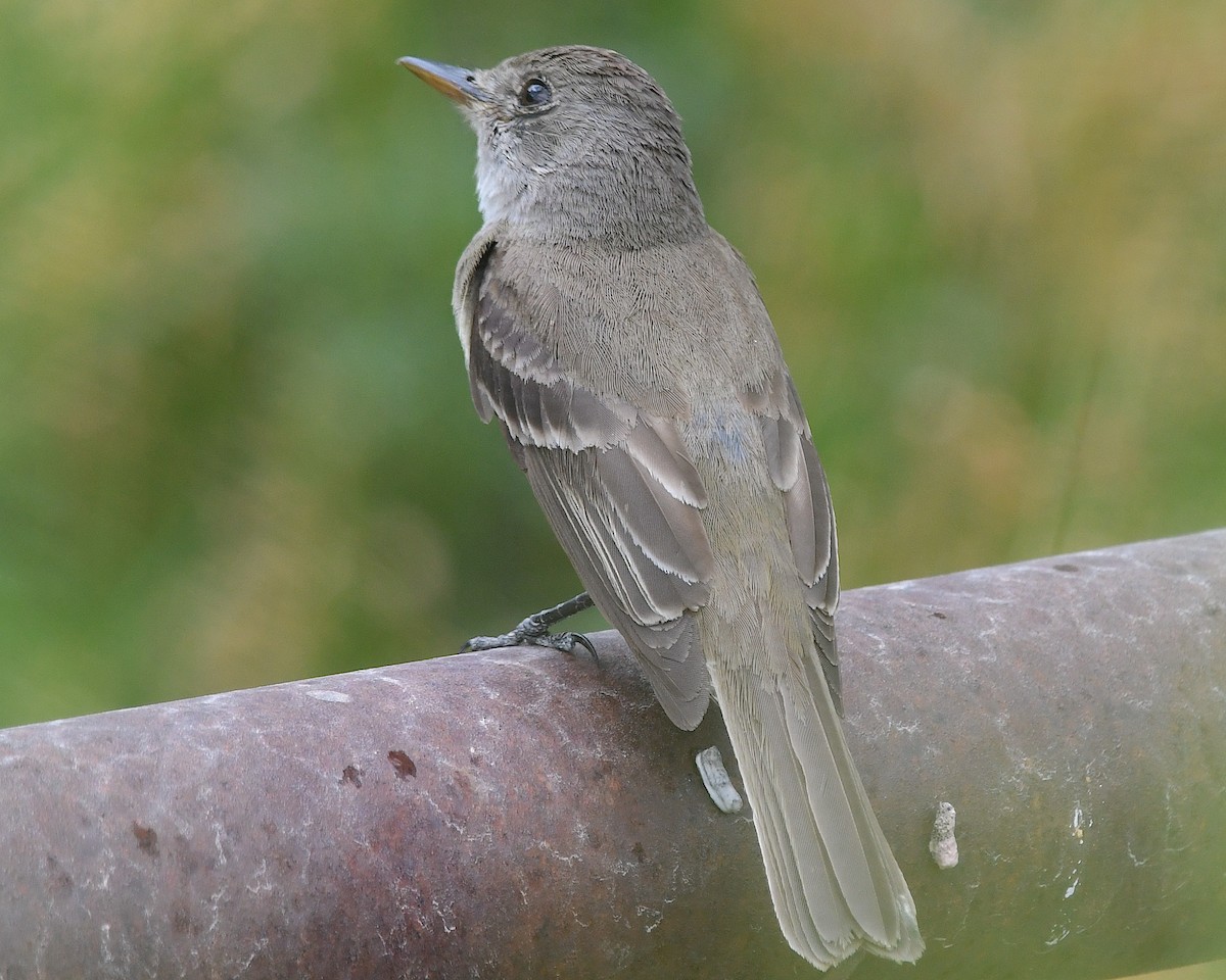 Willow Flycatcher - ML640199125