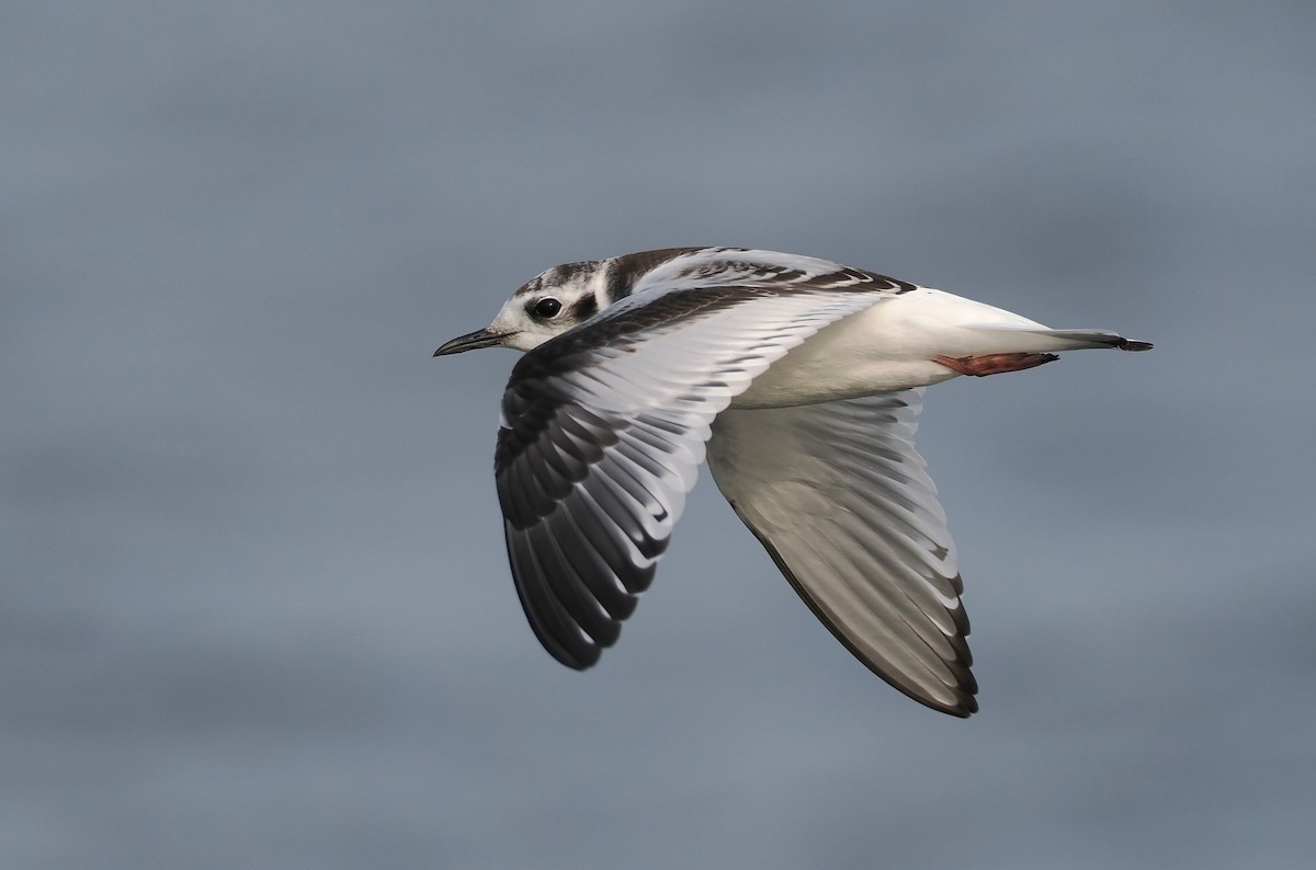 Little Gull - ML640199193