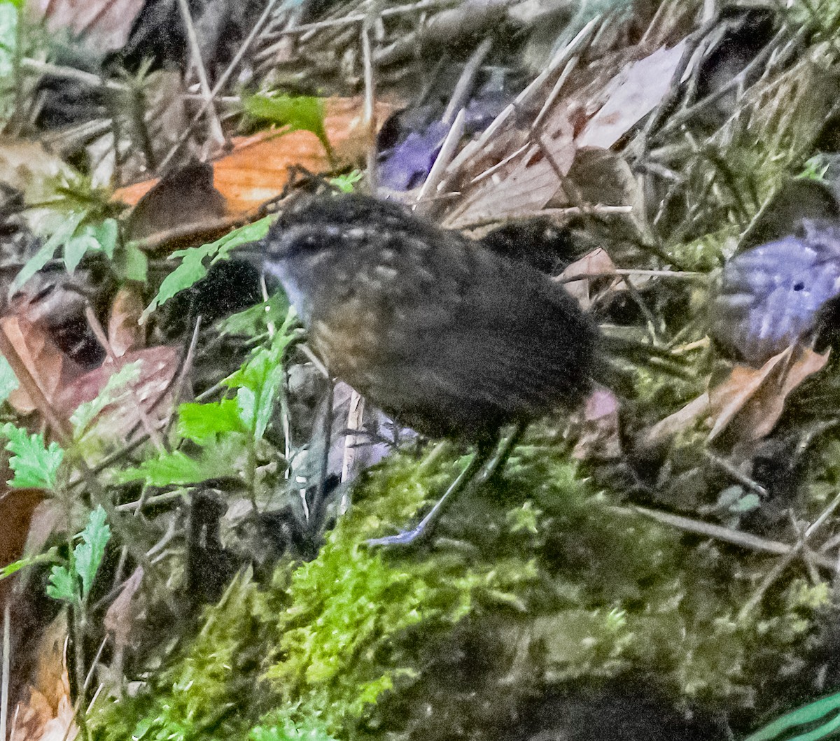 Mountain Wren-Babbler - ML640199198