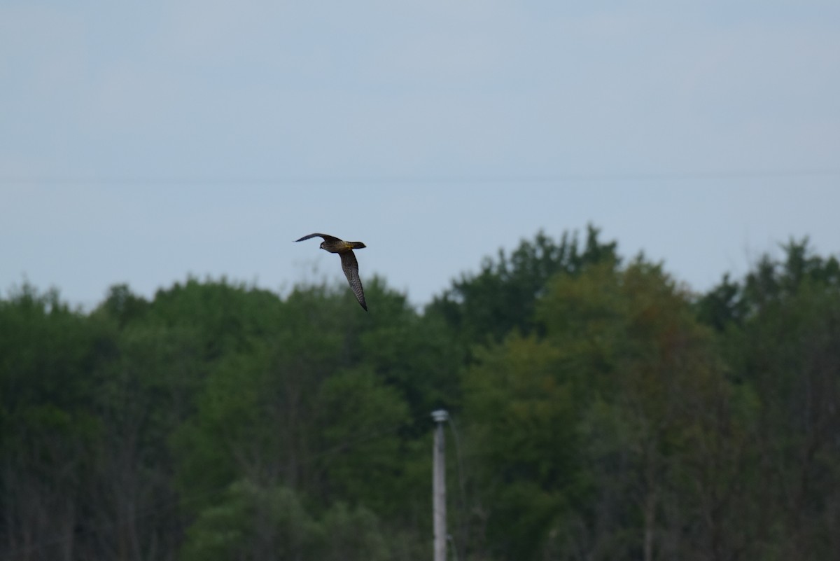 Peregrine Falcon - ML640199221
