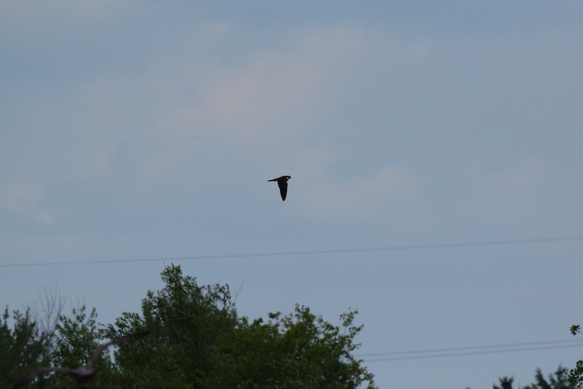 Peregrine Falcon - ML640199222