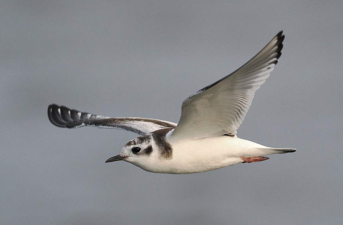 Little Gull - ML640199225