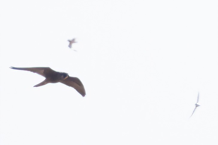 Peregrine Falcon - ML640199246