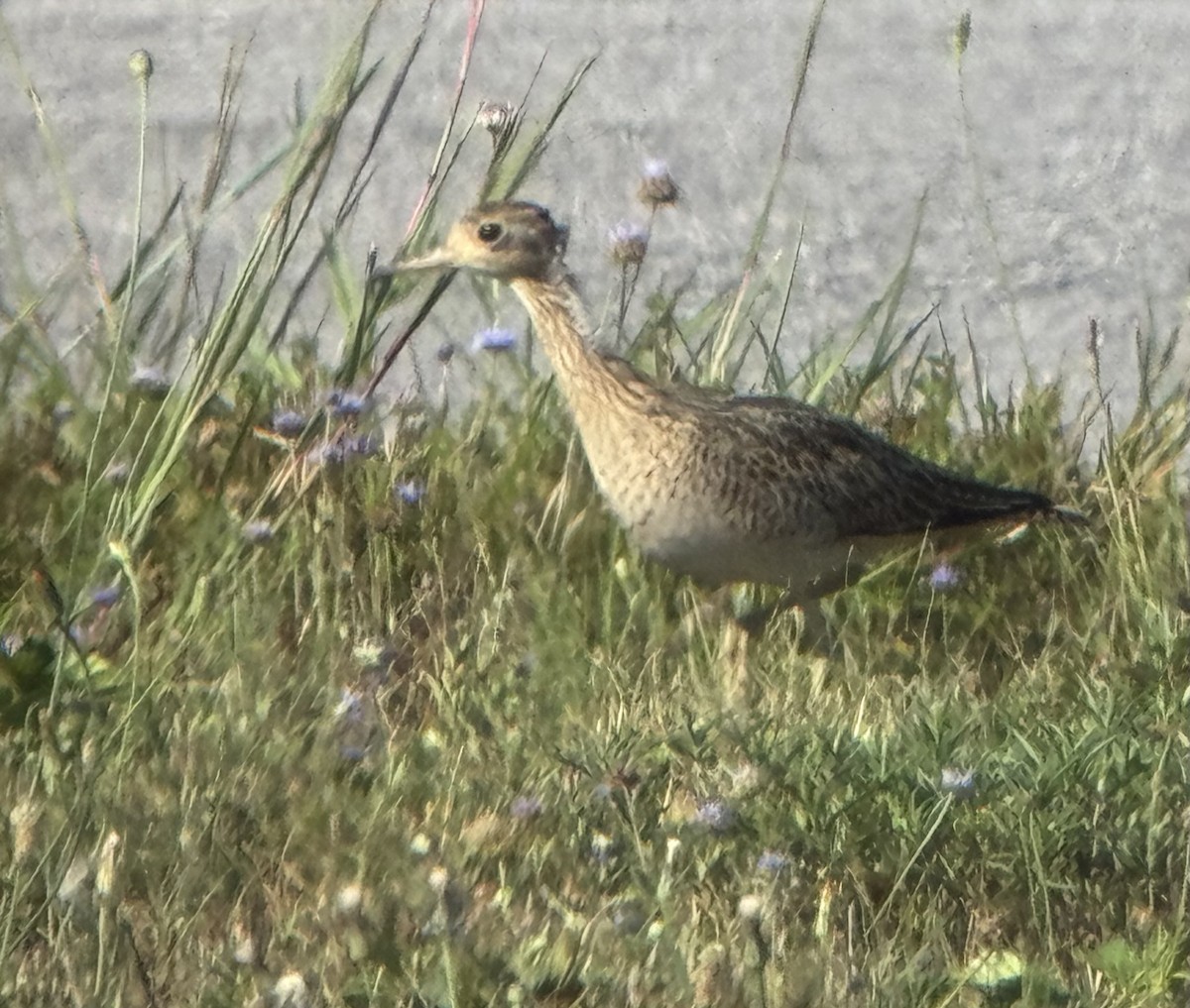 Upland Sandpiper - ML640199254