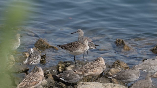 Bar-tailed Godwit (Siberian) - ML640199387