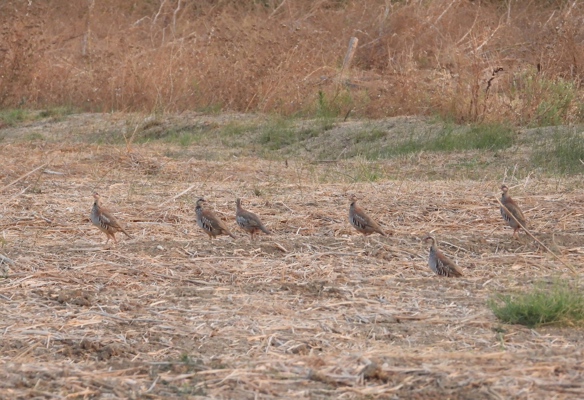 Red-legged Partridge - ML640199420