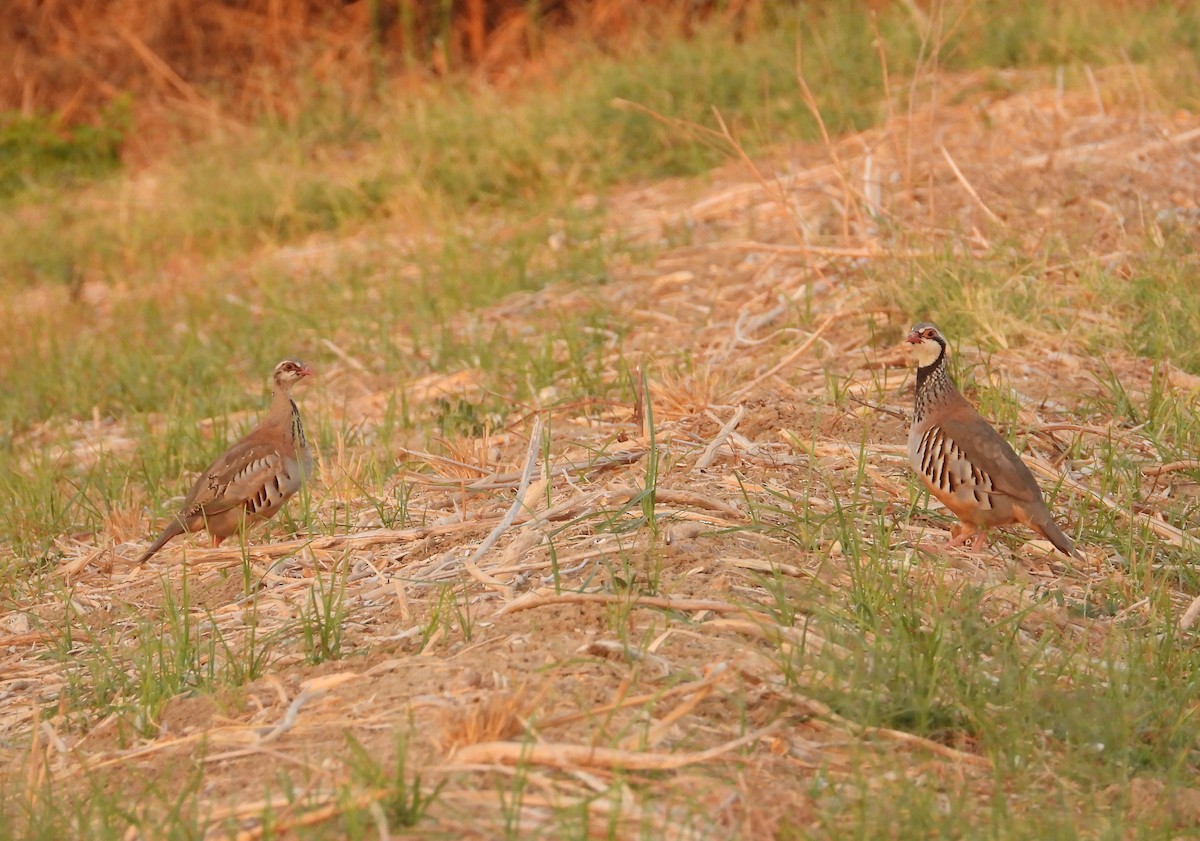 Red-legged Partridge - ML640199425