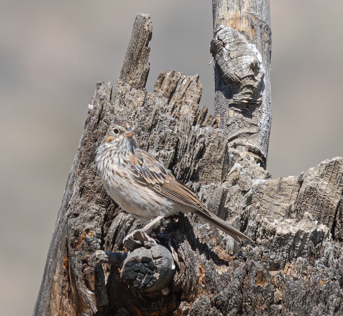 Vesper Sparrow - ML640199427