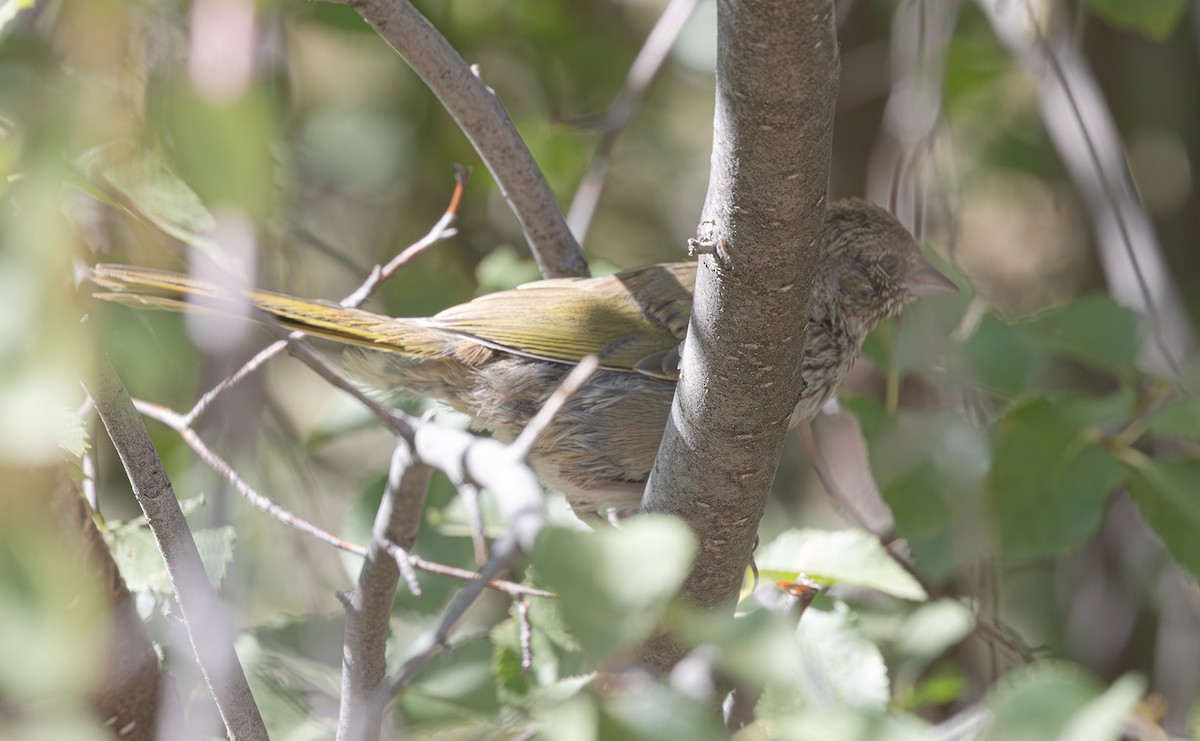 Green-tailed Towhee - ML640199433