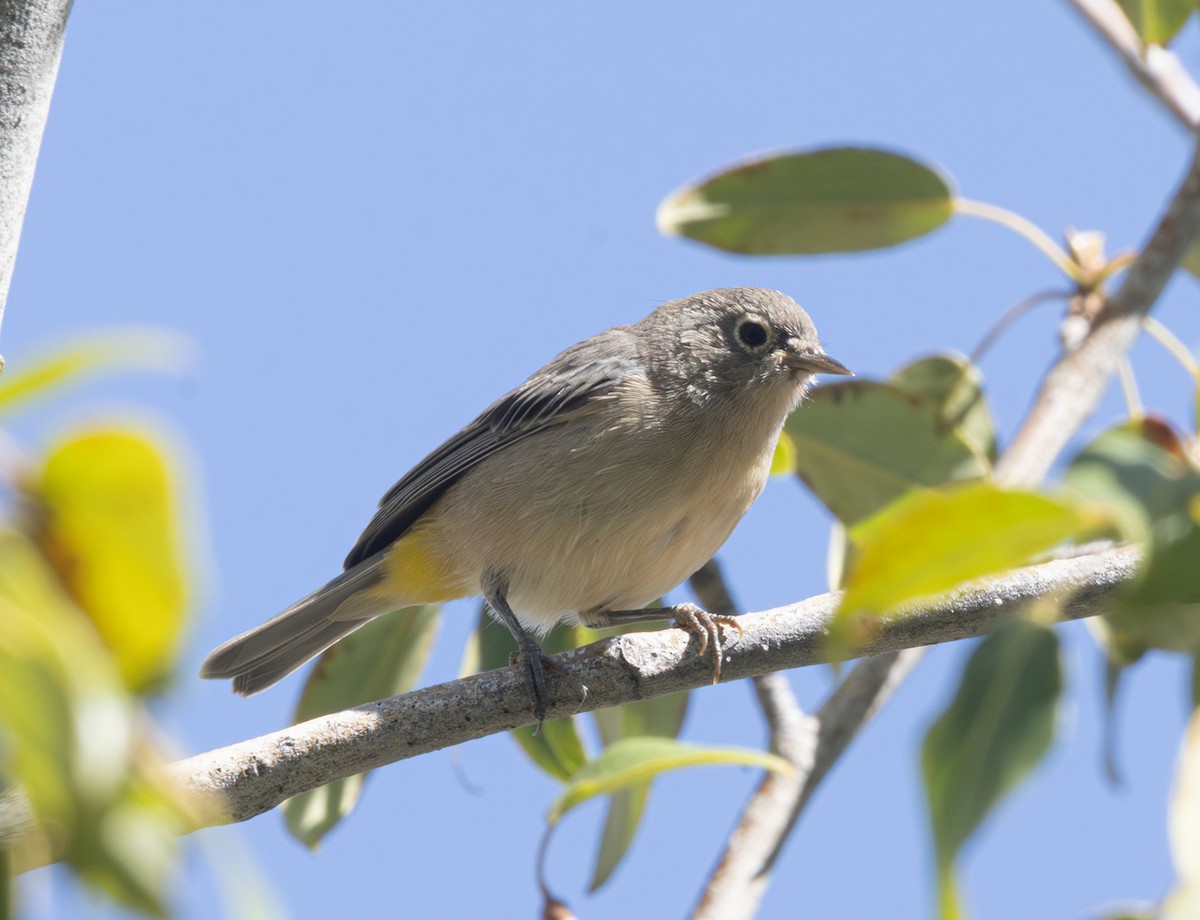 Virginia's Warbler - ML640199446