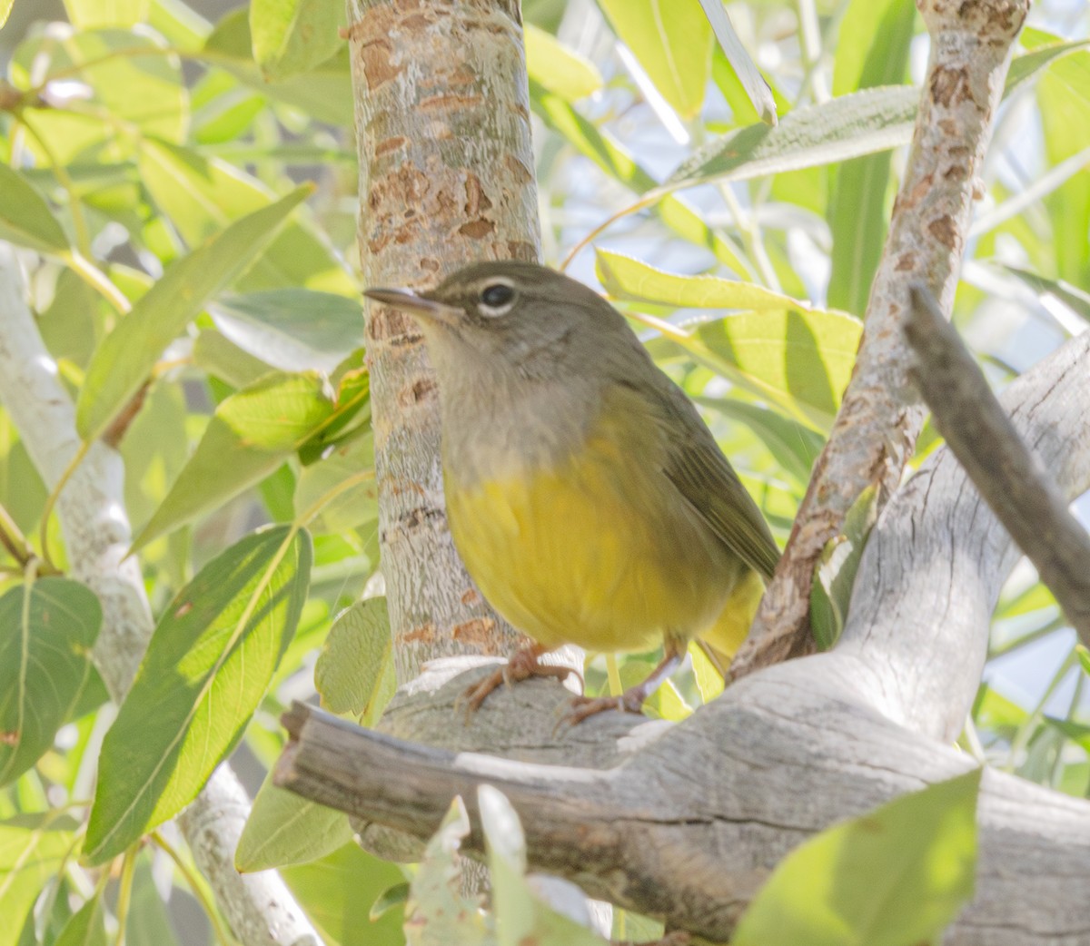 MacGillivray's Warbler - ML640199454
