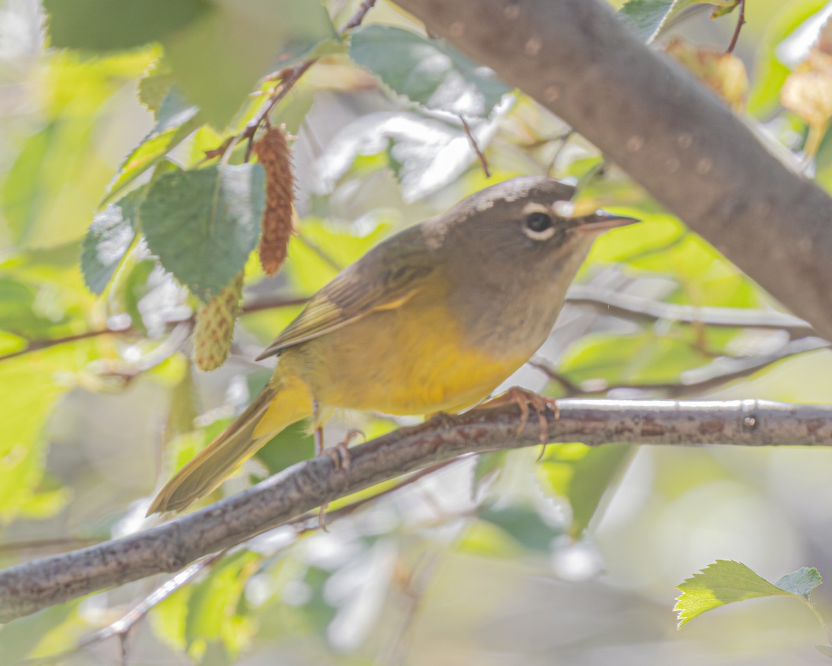 MacGillivray's Warbler - ML640199455