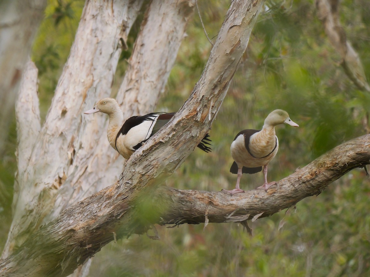 Radjah Shelduck - ML640199484